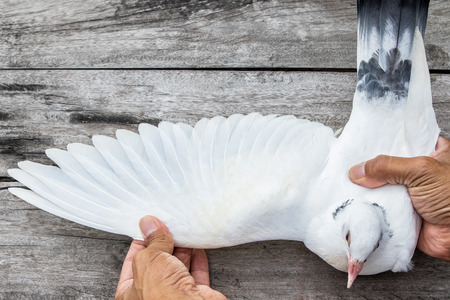close up white feather wing of homing pigeon bird on wood floorの写真素材