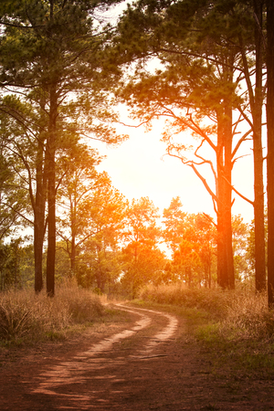 beautiful sun light and country road in pine woodの写真素材