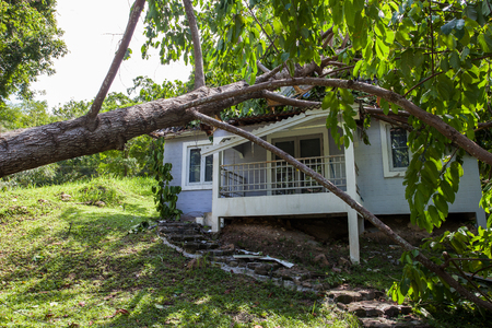 falling tree after hard storm on damage houseの写真素材