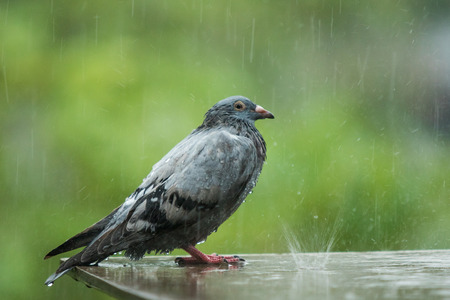 lonely homeless pigeon bird standing in hard rainingの写真素材