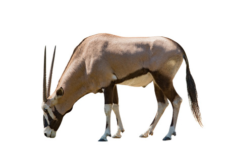 male gemsbok antilope isolated white backgroundの写真素材