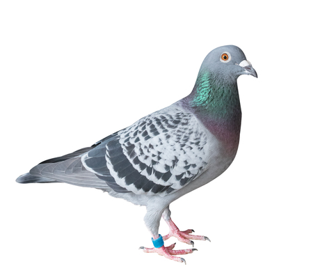 side view full body of homing pigeon bird isolated white backgroundの写真素材