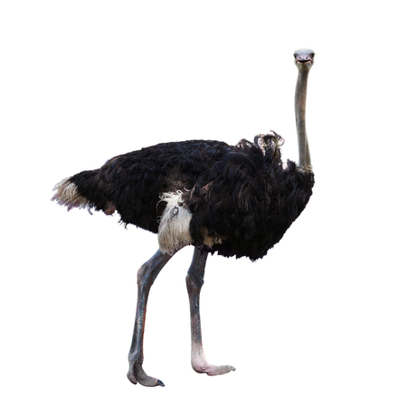 full body of african ostrich isolated white background