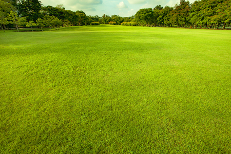  good environment green grass groundの写真素材