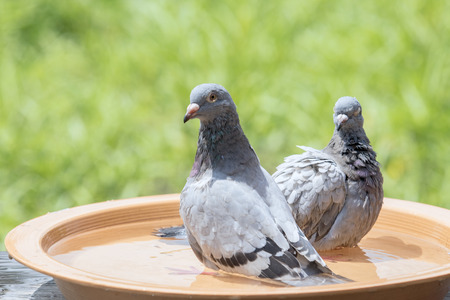 homing pigeon bird bathing in water dish の写真素材