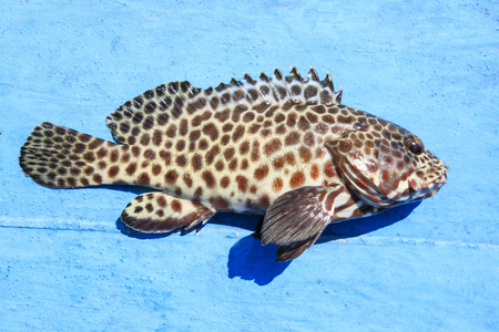 close up full body of grouper fish on blue wooden floor
