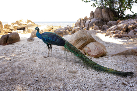 full body of indian peacock standing on sea beach at koh mun-nok island rayong eastern of thailandの写真素材