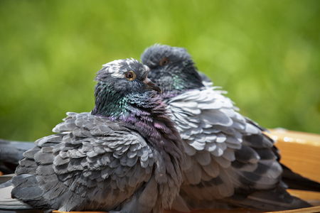 homing pigeon bird bathing in green parkの写真素材