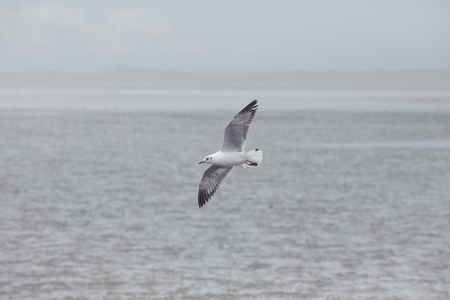 one sea gull bird flying over plain sea coastの写真素材