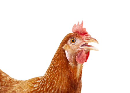 close up head of female chicken isolated white backgroundの写真素材