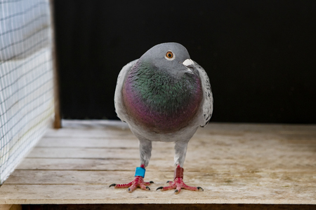 speed racing pigeon bird in home loftの写真素材