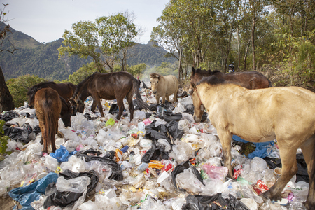 chiangmai thailand - january 9,2016 : flock of domestic horse feeding in plastic bag garbage field ,plastic garbage is big problem of environment disaster in thailandのeditorial素材