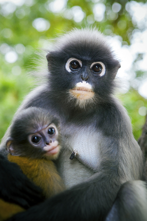 wilderness dusky leaf monkey and baby in hugの写真素材