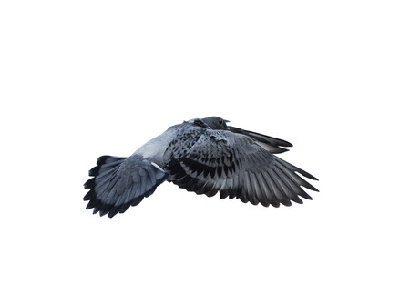 flying pigeon bird isolated white backgroundの写真素材