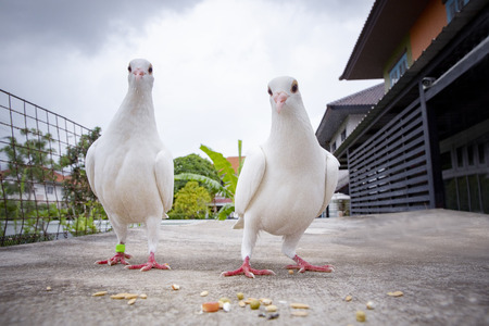 couples of white feather speed racing pigeon feeding on home loft roofの写真素材