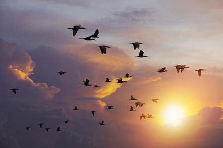 flock of  Cormorant bird flying against beautiful sun light sky