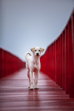 homeless dog on red beach pierの写真素材