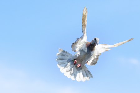 speed racing pigeon flying against clear blue skyの写真素材