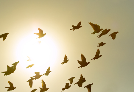 flock of flying pigeon bird against sun light skyの写真素材