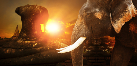 ivory elephant and ayuthaya ancient pagoda with sunset sky backgroundの写真素材