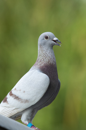 red milly color of speed racing pigeon birdの写真素材