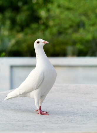 white feather of homing pigeon bird standing on home loftの写真素材