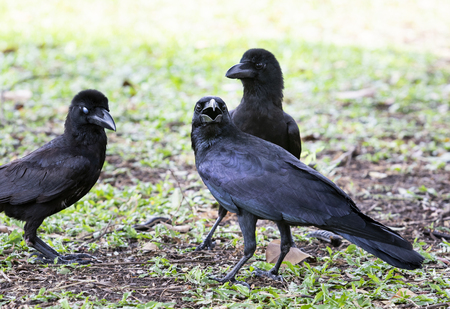 flock of black feather crow on grass meadowの写真素材
