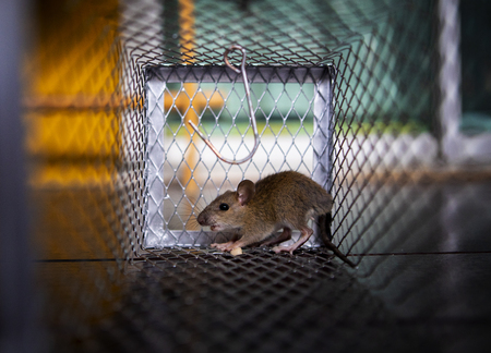rat traped in mousetrapの写真素材