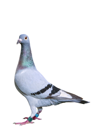 full body of speed racing pigeon bird standing isolate white backgroundの写真素材