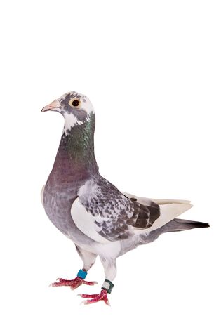 full body of speed racing pigeon bird standing isolate white backgroundの写真素材