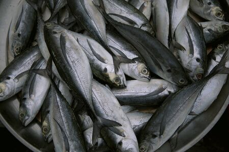 fresh marine fish preparing for food in fresh marketの写真素材