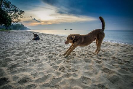 homelessly dog posting like a yoga pose on sea beach against beautiful morning sunlight sceneの写真素材