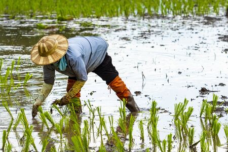 farmer in thailand planting young rice paddy on agriculture areaの写真素材