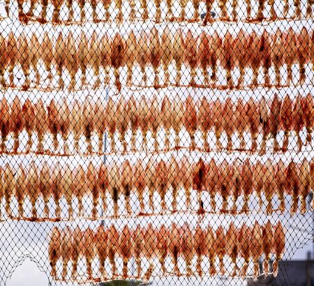 domestic sun dry squidy food on fishing rope net thailandの写真素材