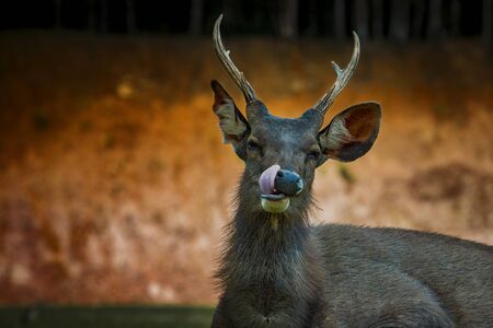 sambar deer lying on green field at khao yai national park thailand
