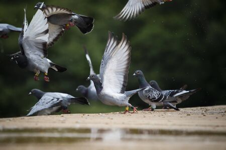 flock homing pigeo flying over home loft roofの写真素材