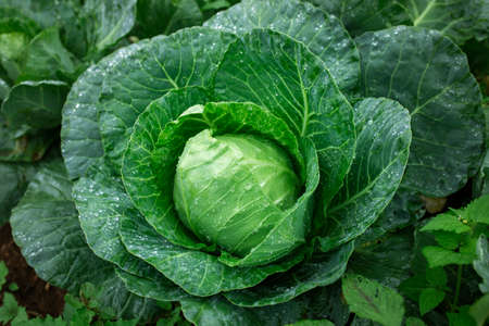 close up fresh organic cabbage in home gardenの写真素材