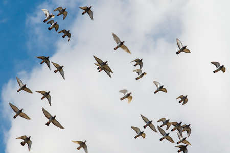 flock of homing pigeon flying against cloudy sky
