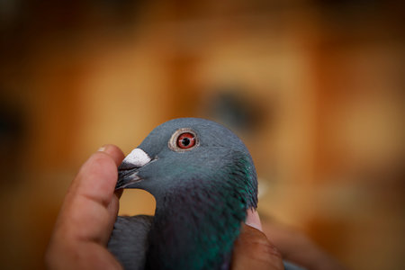 hand holding homing pigeon against yellow blur backgroundの写真素材
