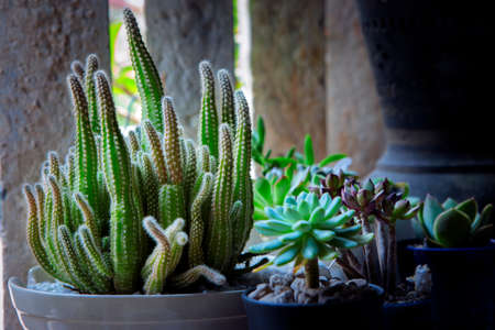 beautiful succulent planting in little gardenの写真素材