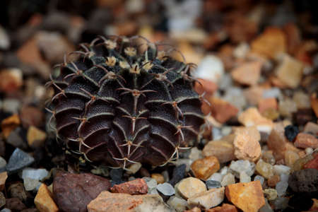 close up dark color of hybrid gymnocalycium cactus on ground