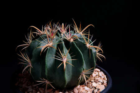 close up Ferocactus wislizenii,fishhook cactus against dark backgroundの写真素材