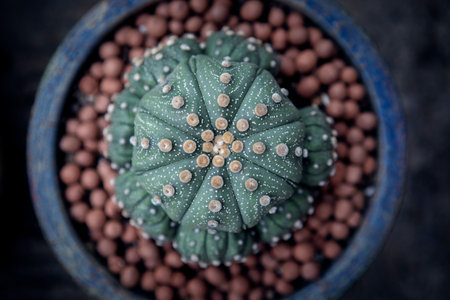 top view astrophytum asterius cactus in planting potの写真素材