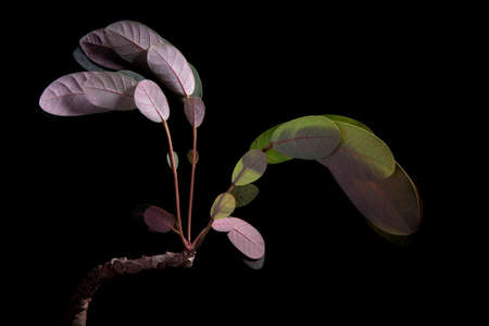 sleeping leaves  Phyllanthus mirabilis studio shot