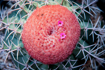 close up on cephalium of melocactus with pink flower bloomingの写真素材