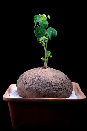 studio shot of  Stephania erecta Craib against dark background