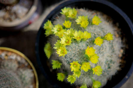 top view of mammillaria baumii yellow flower
