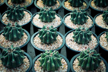 group of ferocactus growthing in planting pot