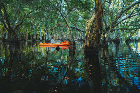 woman sailing sea kayak  at mangrove forest canalの写真素材