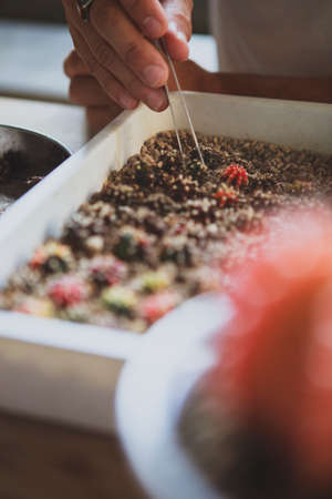 man collecting gymnocalycium pup at home gardenの写真素材